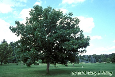 Fraxinus quadrangulata
