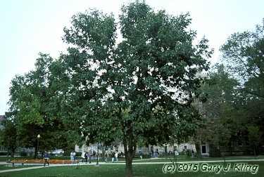 Fraxinus quadrangulata