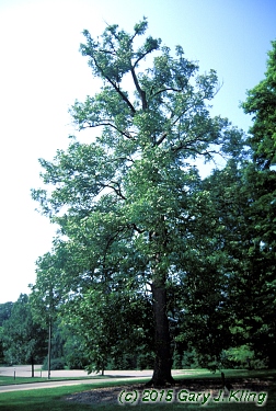 Fraxinus quadrangulata