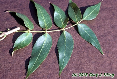 Fraxinus quadrangulata