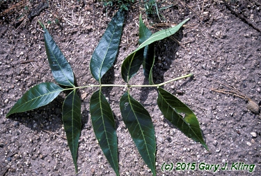Fraxinus quadrangulata