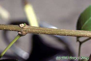 Fraxinus quadrangulata