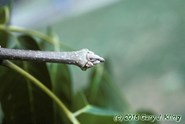 Fraxinus quadrangulata