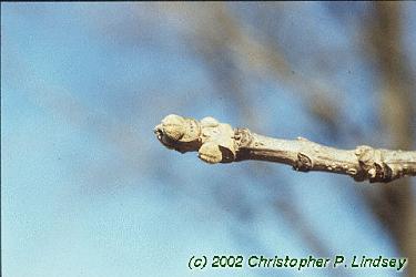 Fraxinus quadrangulata