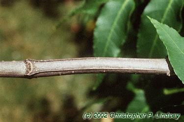 Fraxinus quadrangulata