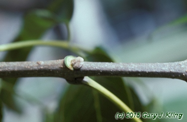Fraxinus quadrangulata