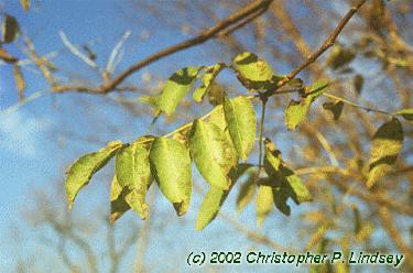 Fraxinus quadrangulata