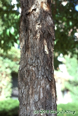 Fraxinus quadrangulata