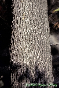 Fraxinus quadrangulata