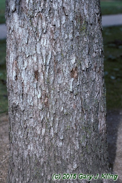 Fraxinus quadrangulata