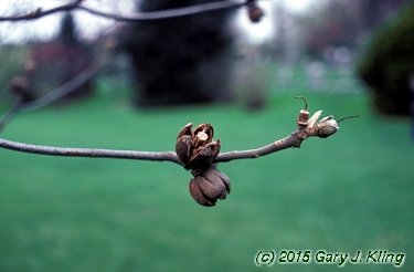 Franklinia alatamaha