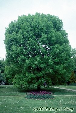 Fraxinus americana