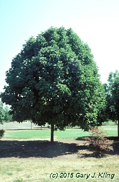 Fraxinus americana 'Champaign County'