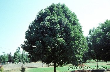 Fraxinus americana 'Champaign County'