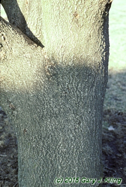 Fraxinus excelsior