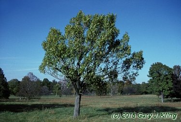 Fraxinus excelsior 'Hessei'