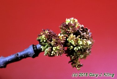 Fraxinus pennsylvanica