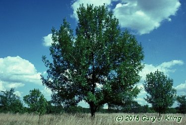 Fraxinus pennsylvanica 'Summit'