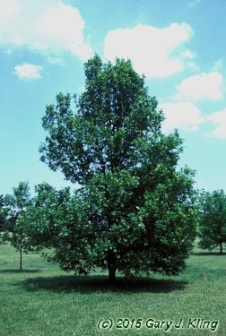 Fraxinus pennsylvanica 'Summit'