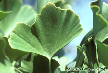 Ginkgo biloba