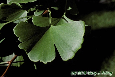 Ginkgo biloba