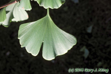 Ginkgo biloba