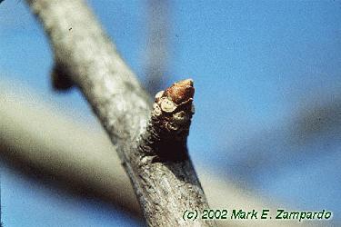 Ginkgo biloba