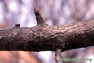 Ginkgo biloba
