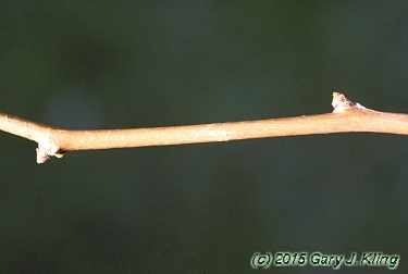 Ginkgo biloba