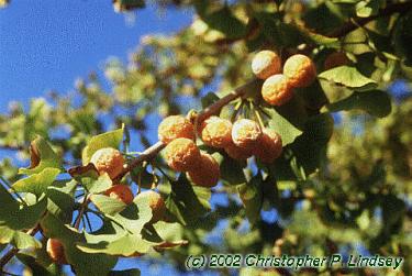 Ginkgo biloba