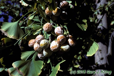 Ginkgo biloba