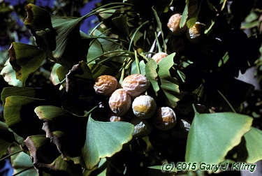 Ginkgo biloba