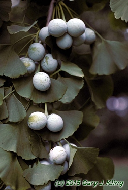 Ginkgo biloba