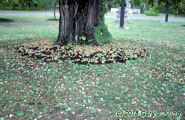 Ginkgo biloba