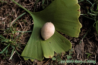 Ginkgo biloba