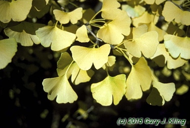 Ginkgo biloba
