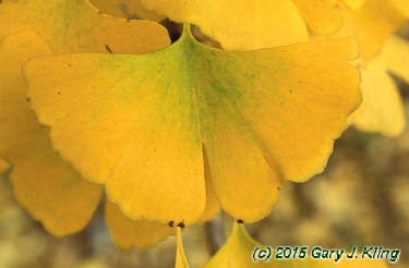 Ginkgo biloba