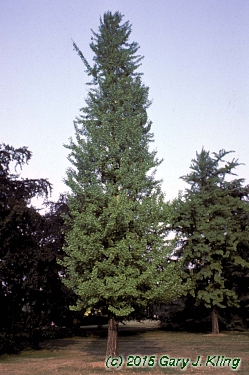 Ginkgo biloba 'Fastigiata' habit: UIPLANTS