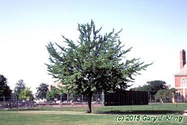 Ginkgo biloba