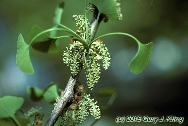 Ginkgo biloba