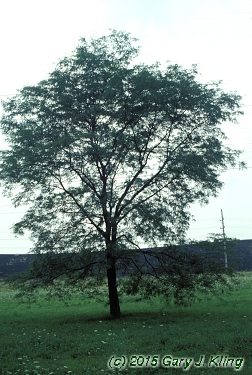 Gleditsia triacanthos 'Moraine'