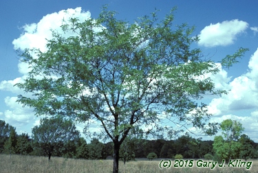 Gleditsia triacanthos 'Shademaster'