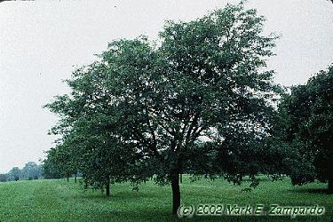Gleditsia triacanthos 'Shademaster'
