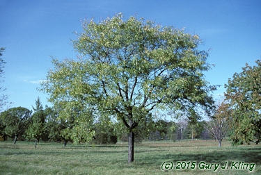 Gleditsia triacanthos 'Shademaster'
