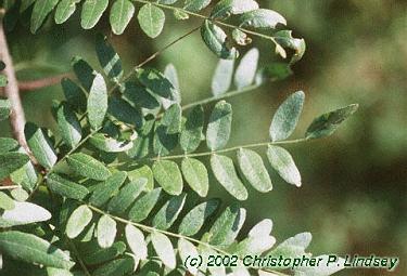 Gleditsia triacanthos