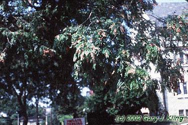 Gleditsia triacanthos