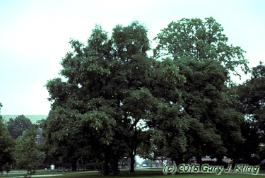 Gymnocladus dioica