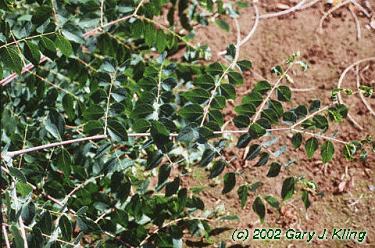 Gymnocladus dioica