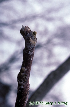Gymnocladus dioica