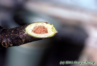 Gymnocladus dioica